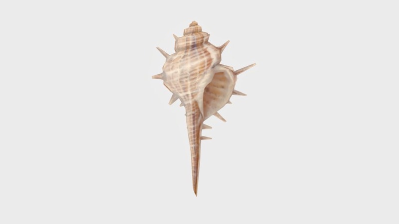 Murex Shell - Murex Brandaris